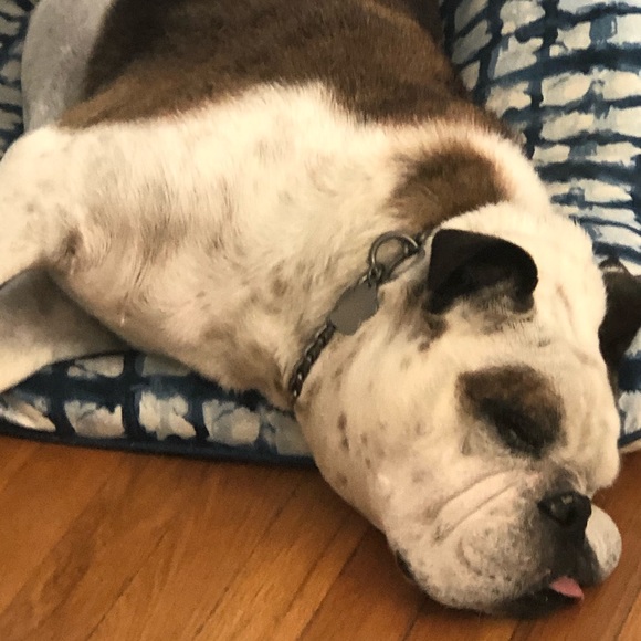 Meet your Posher, Kanela - Picture 3 of 7